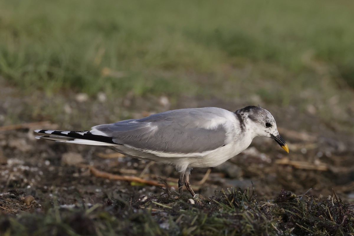 叉尾鷗 - ML636935660