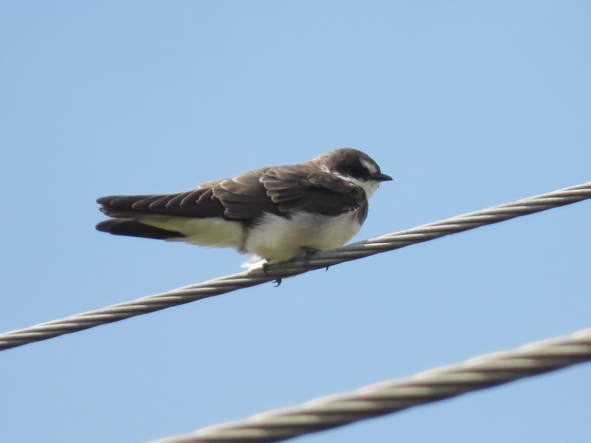 Banded Martin - ML636935832