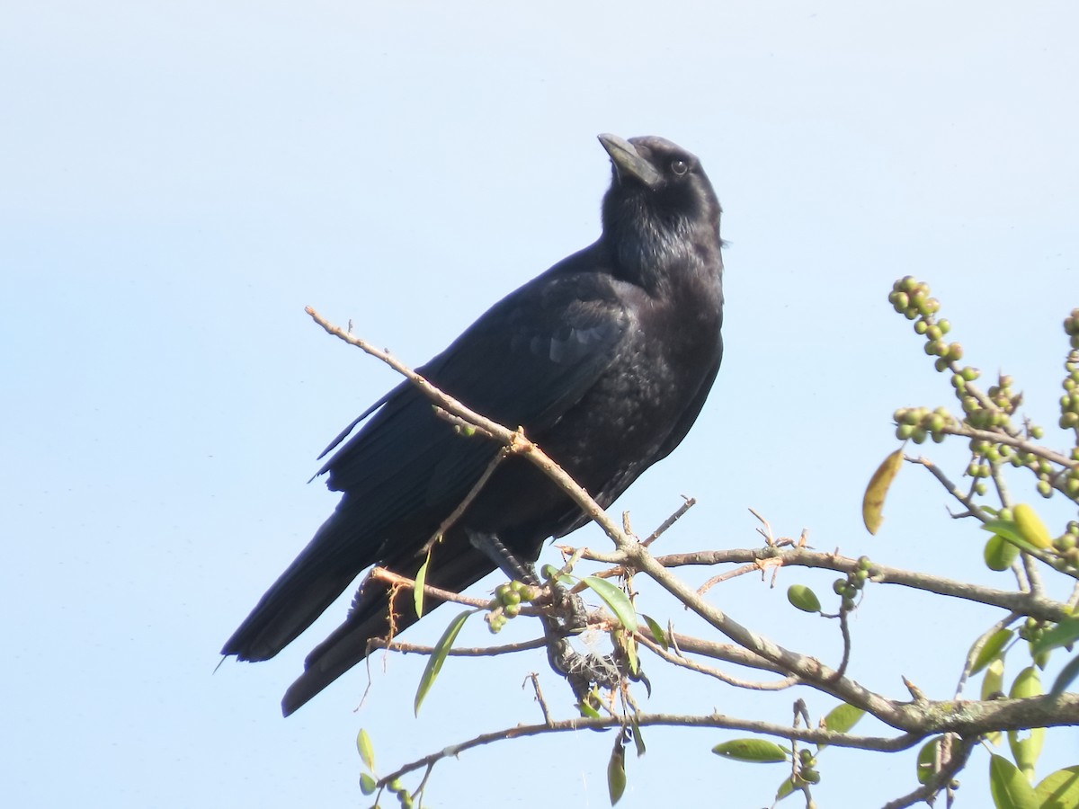 Cape Crow - ML636935860