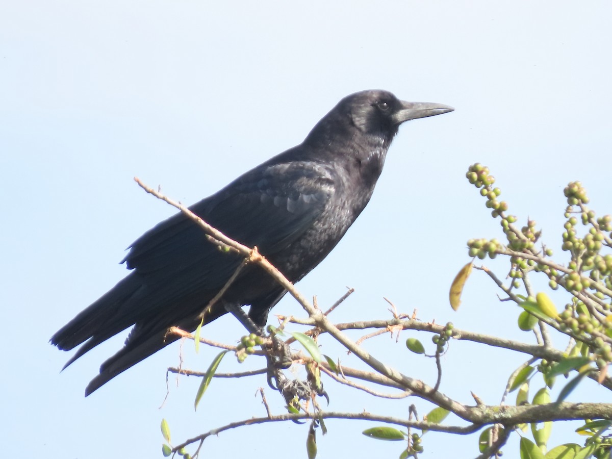Cape Crow - ML636935861