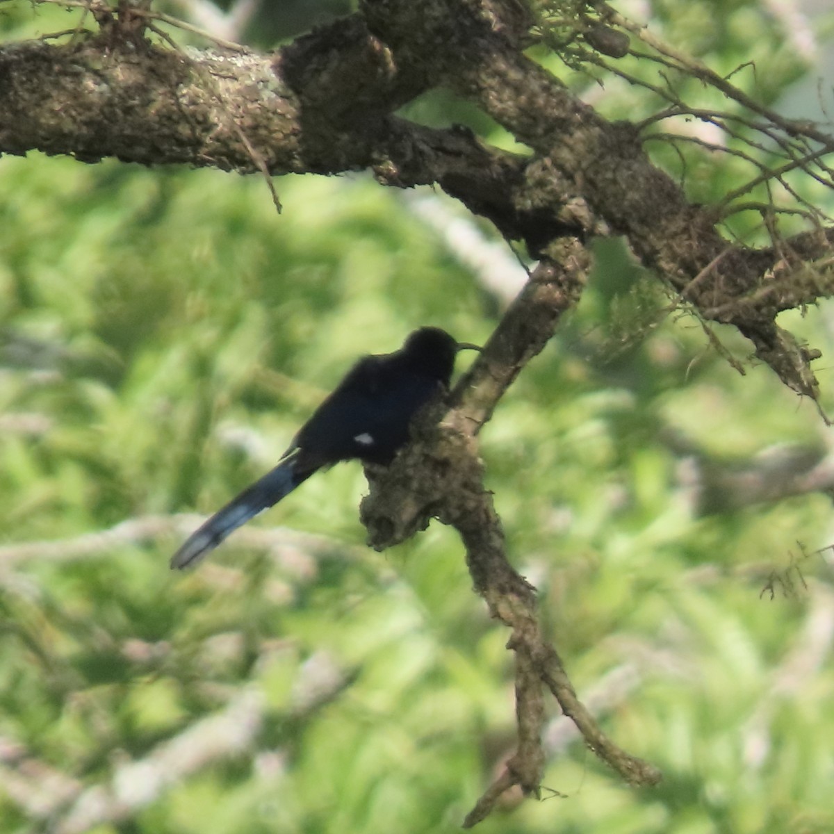 Common Scimitarbill - ML636935866