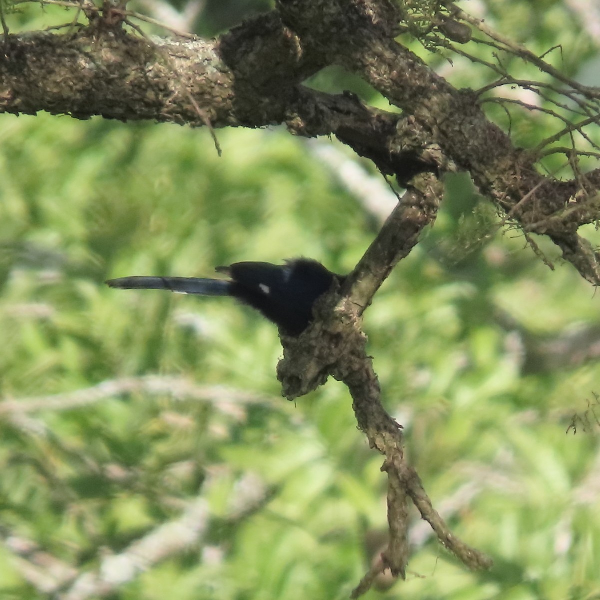 Common Scimitarbill - ML636935867