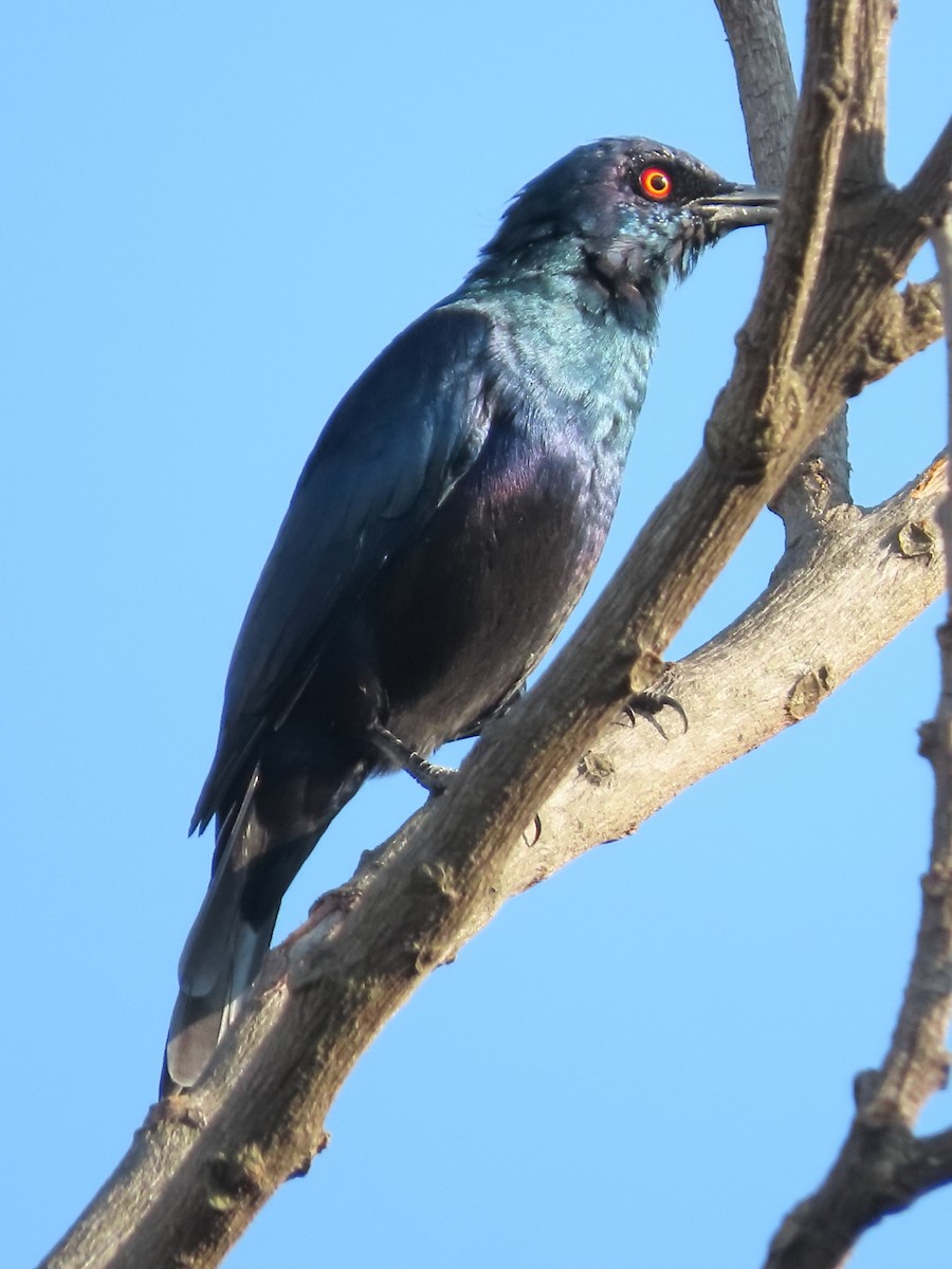 Black-bellied Starling - ML636935933