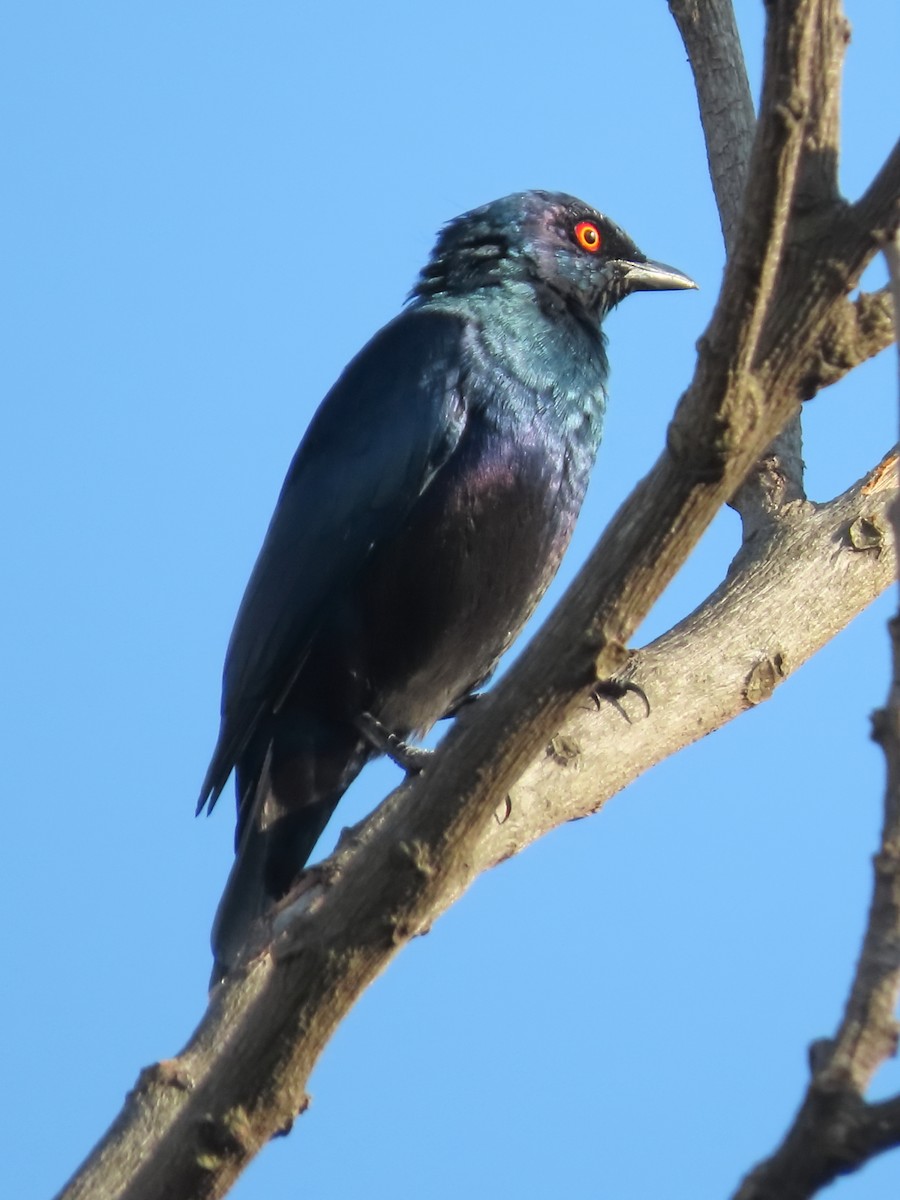 Black-bellied Starling - ML636935934