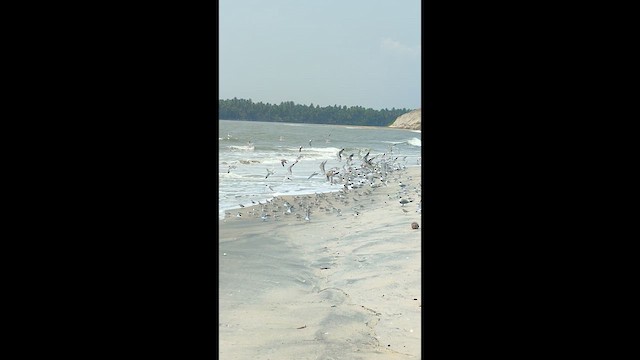 Great Crested Tern - ML636935958