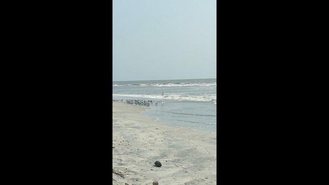 Great Crested Tern - ML636935964