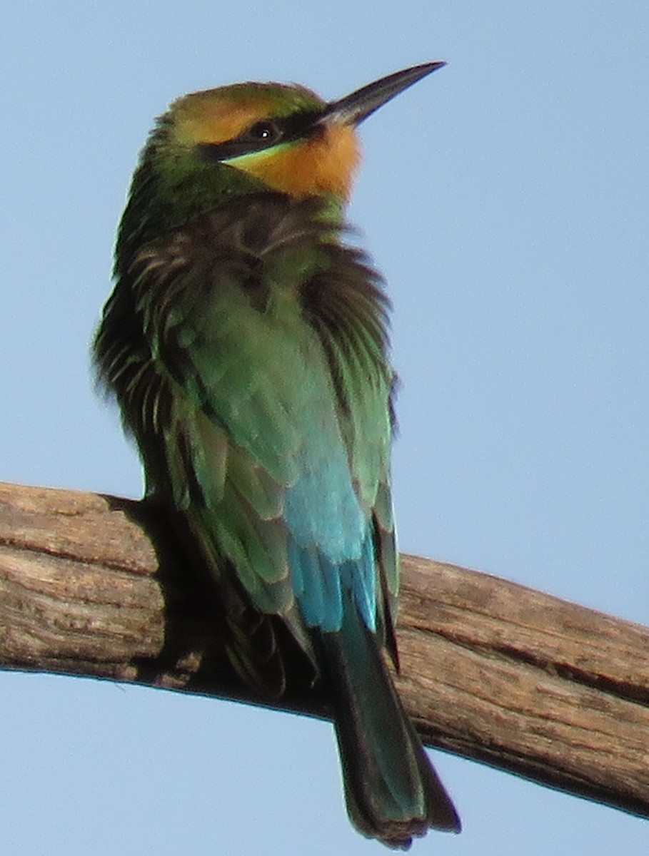 Rainbow Bee-eater - ML636935985