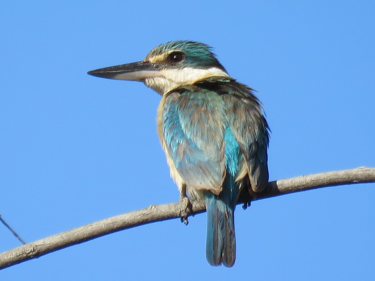 Sacred Kingfisher - ML636935989
