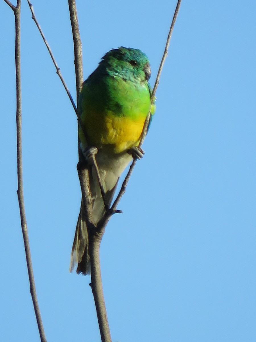Red-rumped Parrot - ML636935997