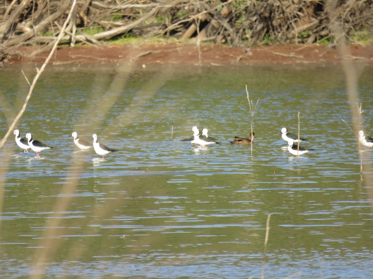 Pied Stilt - ML636936019