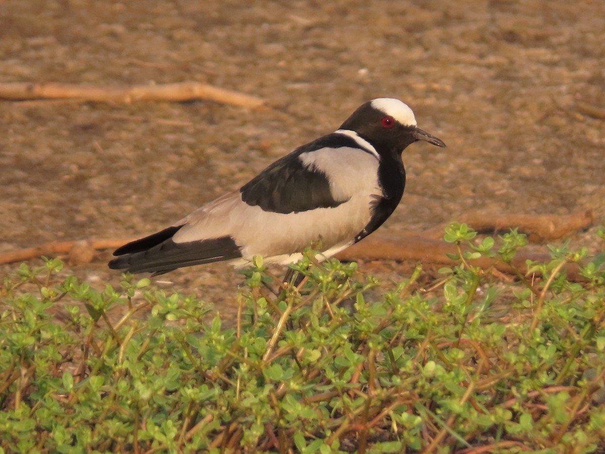 Blacksmith Lapwing - ML636936048