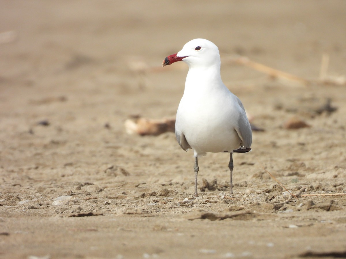 Audouin's Gull - ML636936109