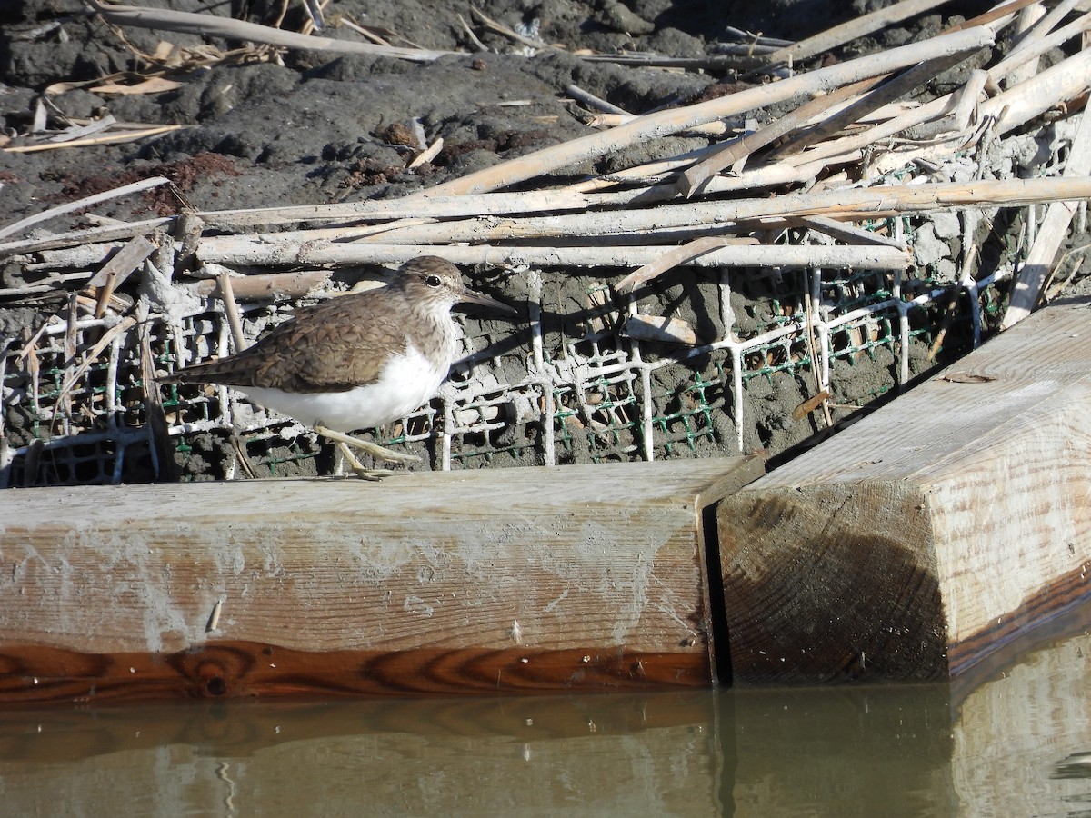 Common Sandpiper - ML636936155