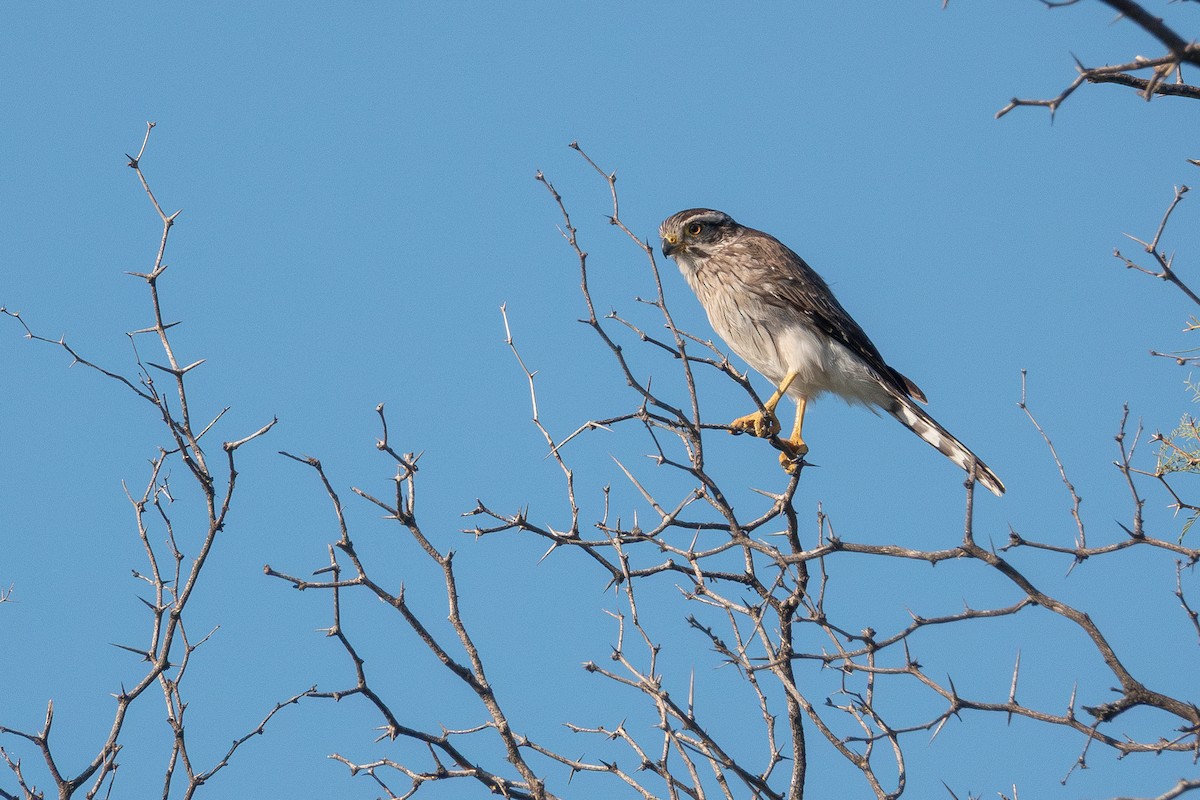 Spot-winged Falconet - ML636936191