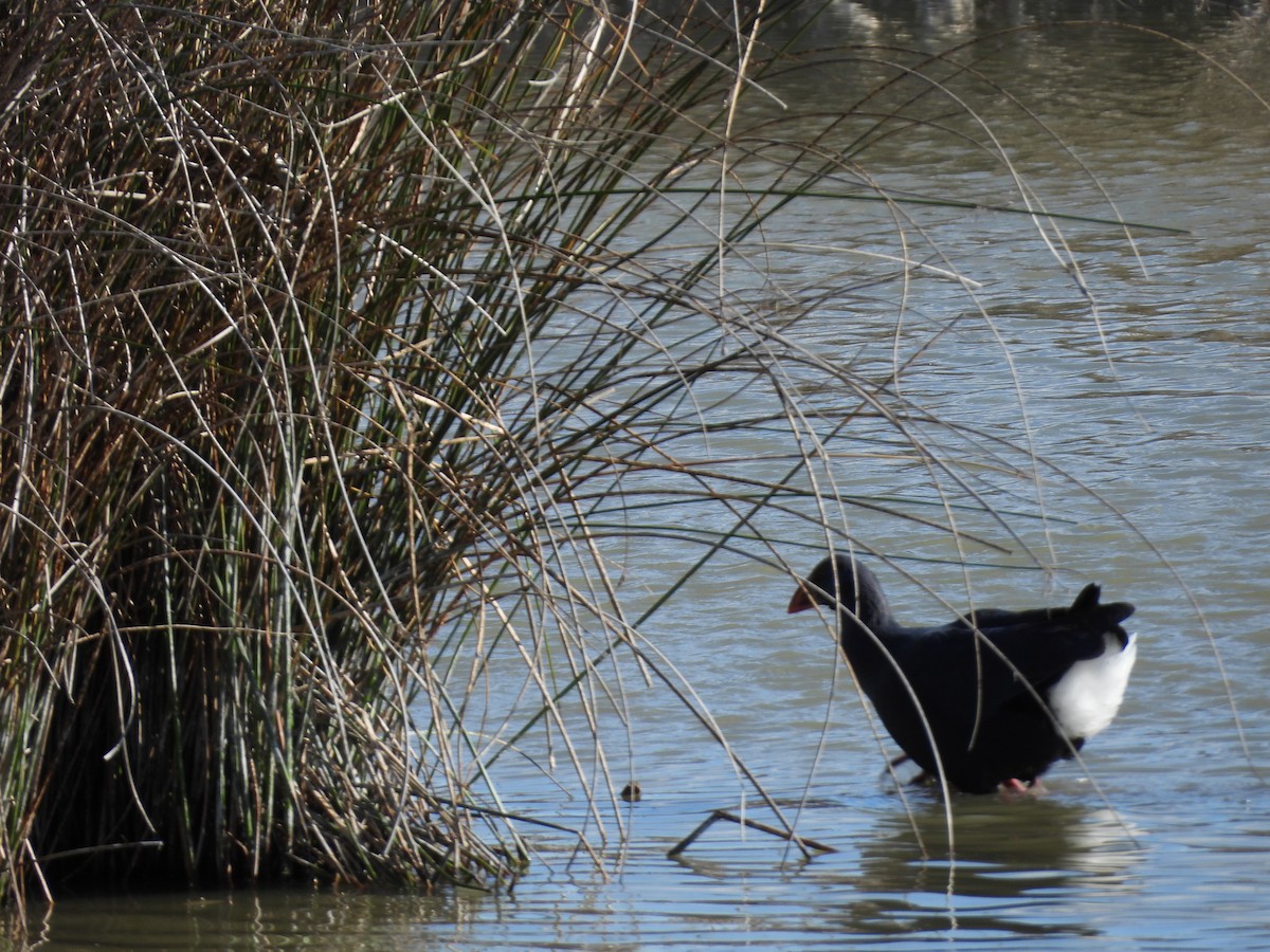 Western Swamphen - ML636936192