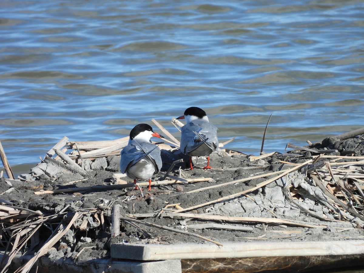 Common Tern - ML636936195