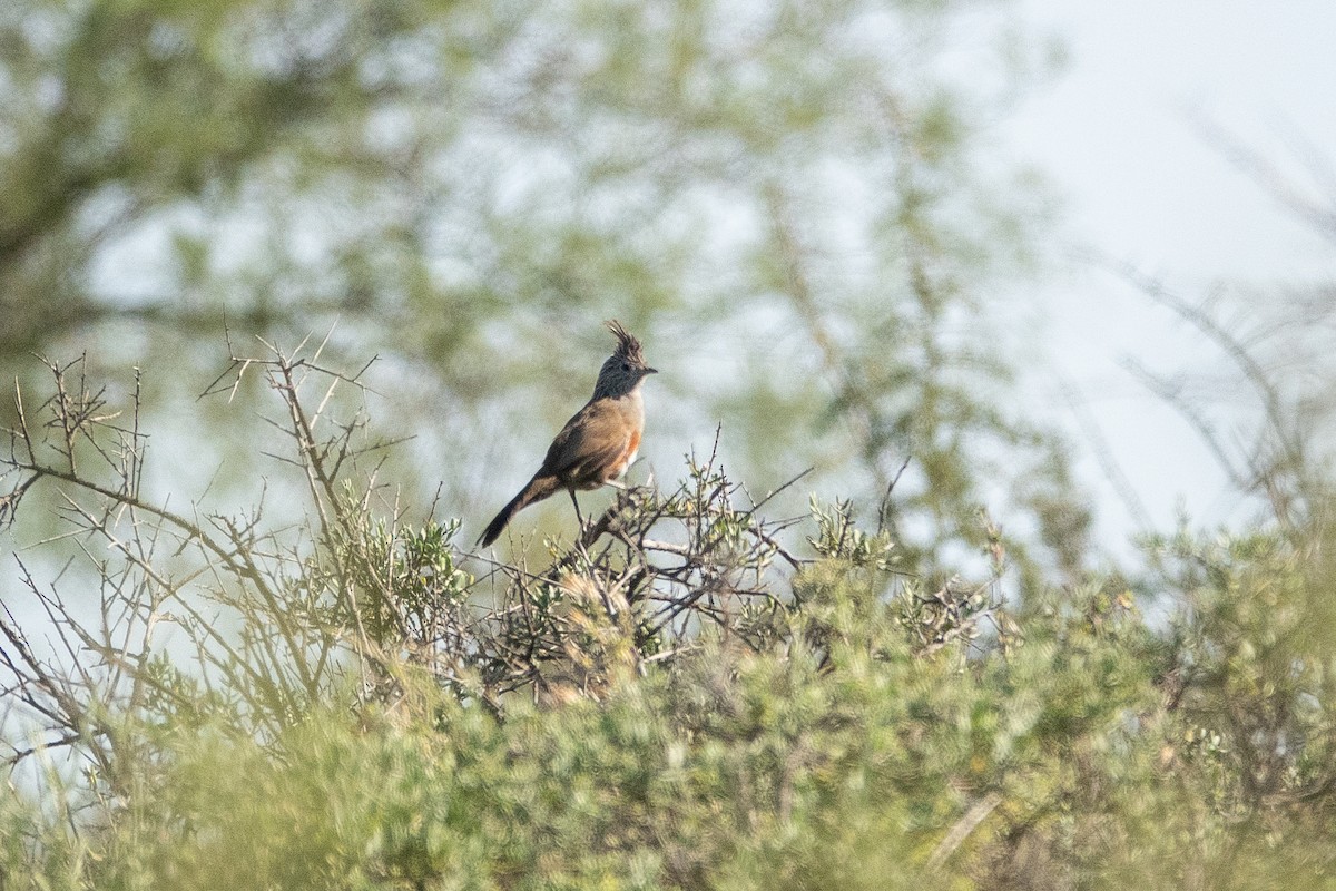 Crested Gallito - ML636936198