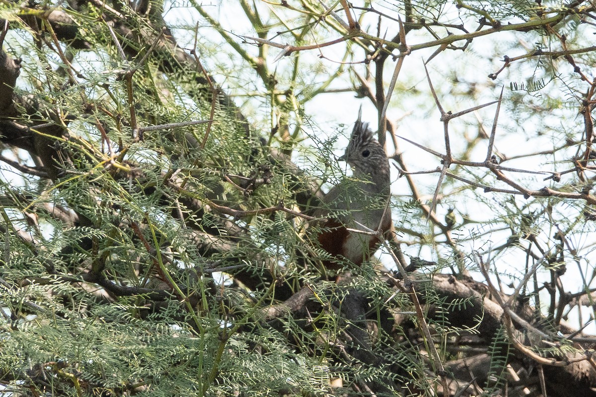 Crested Gallito - ML636936199