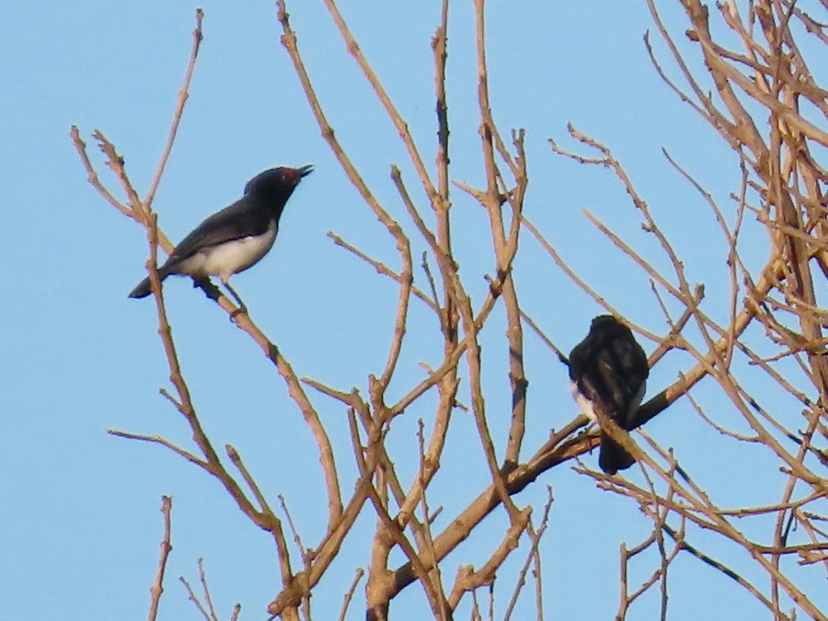 Black-throated Wattle-eye - ML636936302