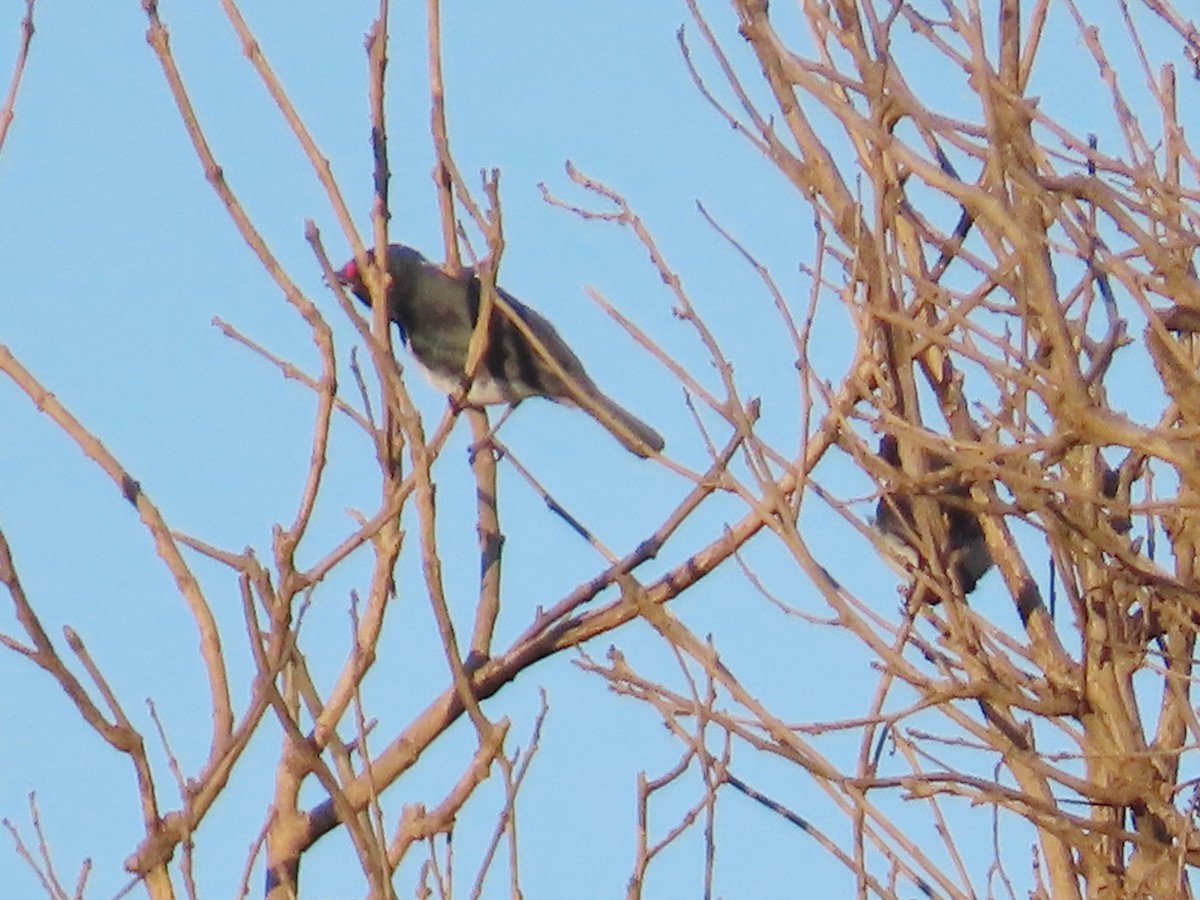 Black-throated Wattle-eye - ML636936303