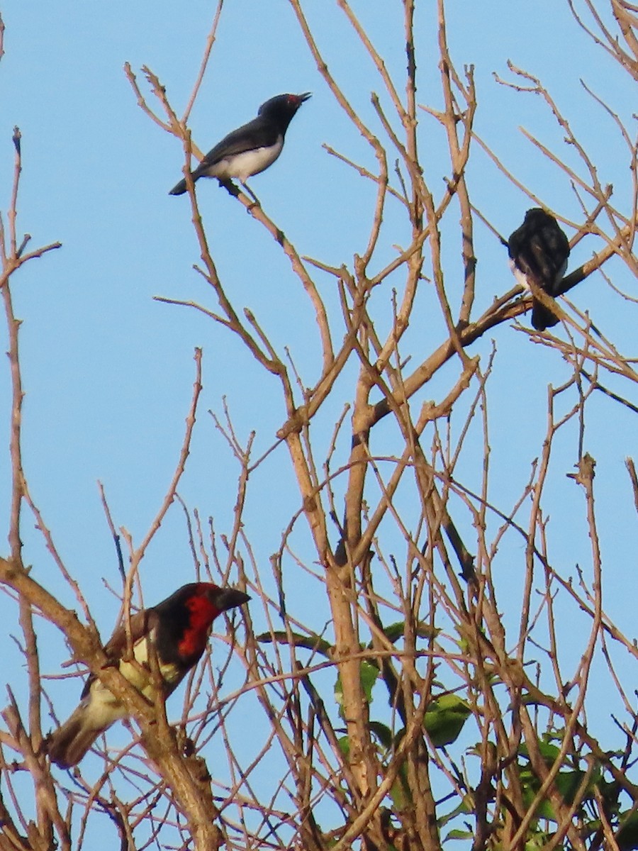 Black-throated Wattle-eye - ML636936306