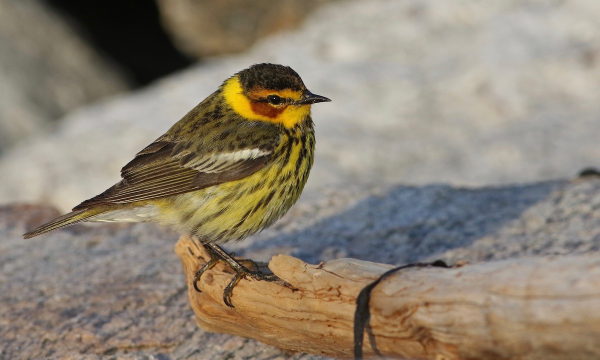 Cape May Warbler - Keenan Yakola