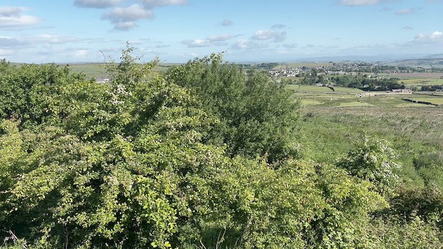 Garden Warbler - ML636936376