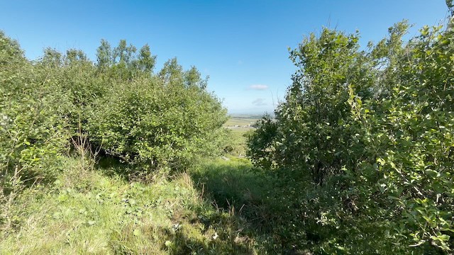 Garden Warbler - ML636936499