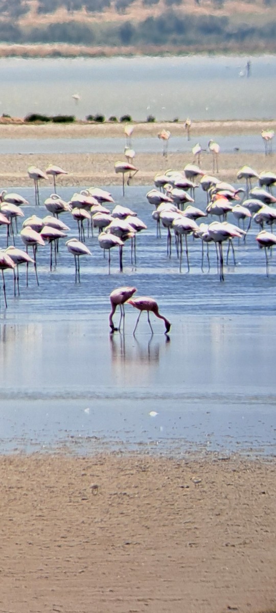 Lesser Flamingo - ML636936522