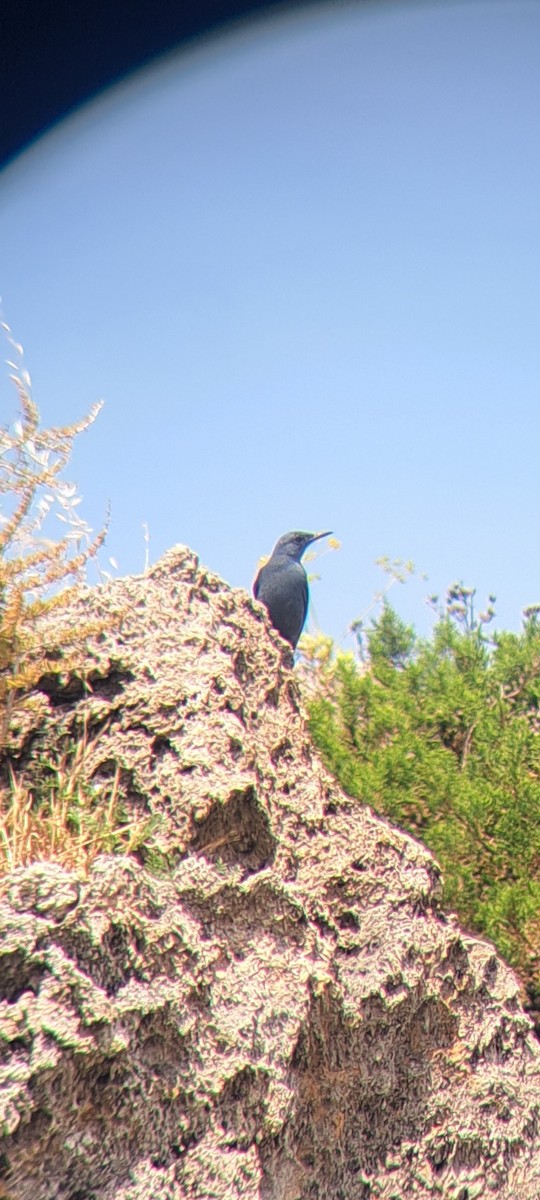 Blue Rock-Thrush - ML636936551
