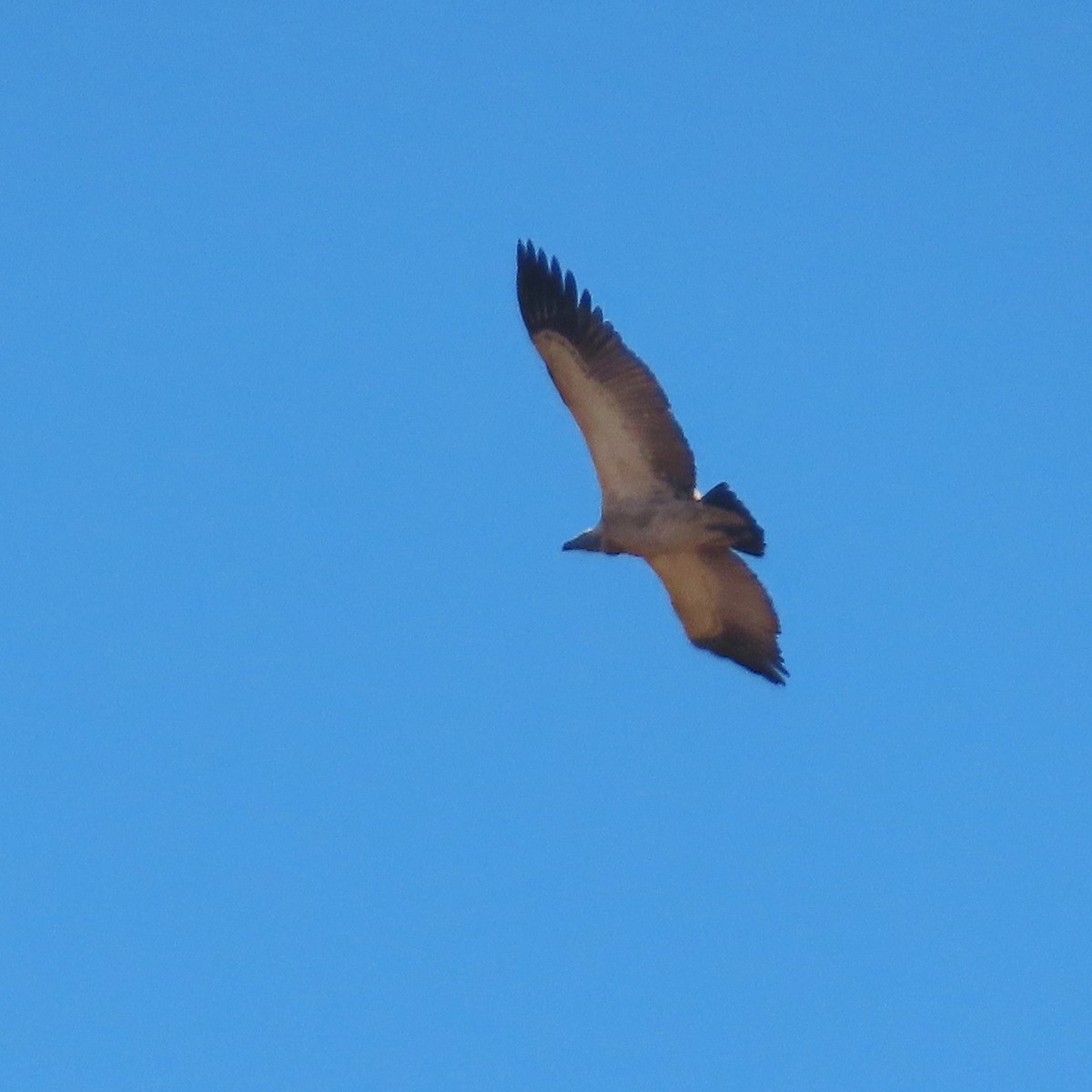 Cape Griffon - ML636936606