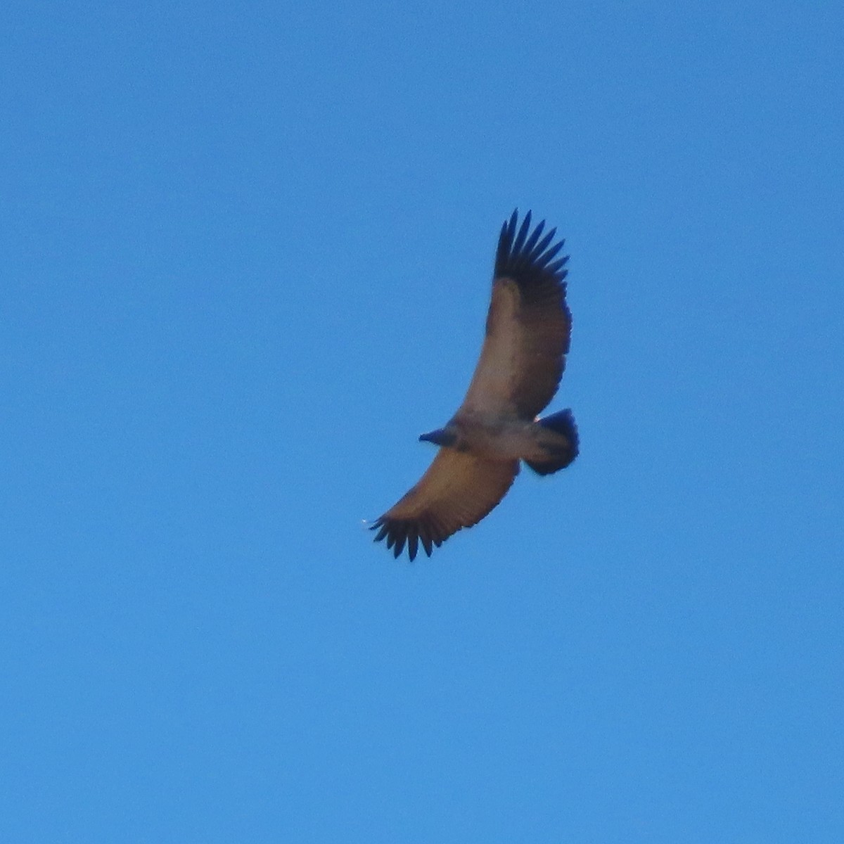 Cape Griffon - ML636936607