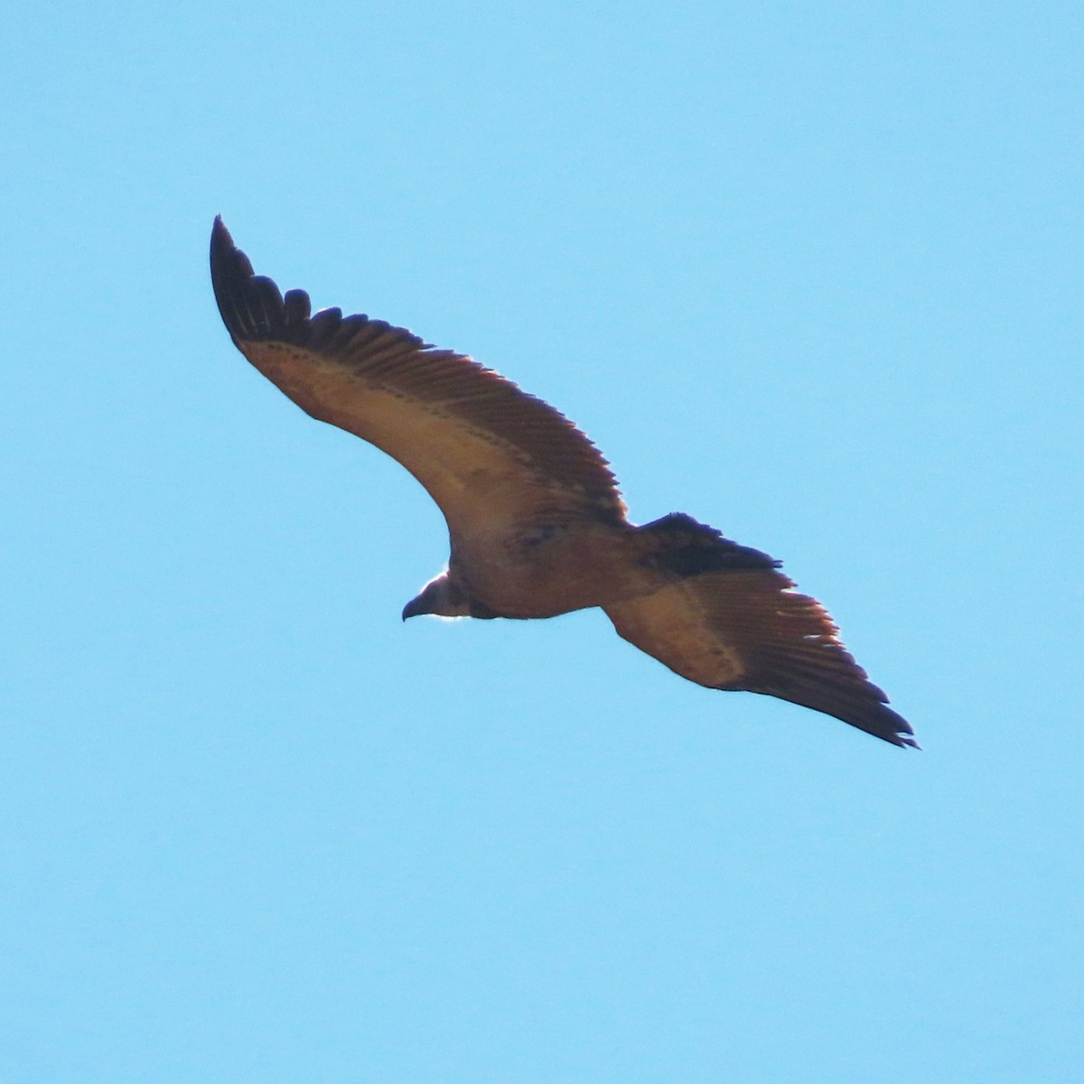 Cape Griffon - ML636936608