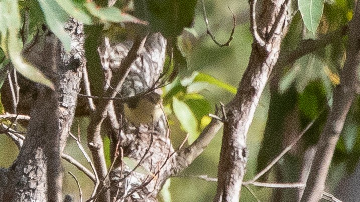 Buff-rumped Thornbill - ML636936627