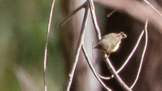 Buff-rumped Thornbill - ML636936628