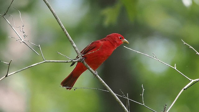 ナツフウキンチョウ - ML636936844