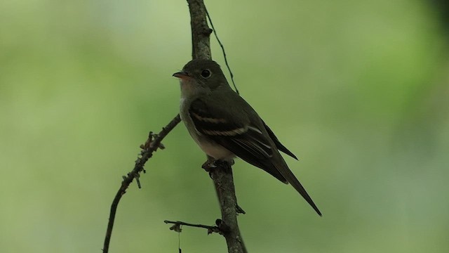 østempid - ML636936868