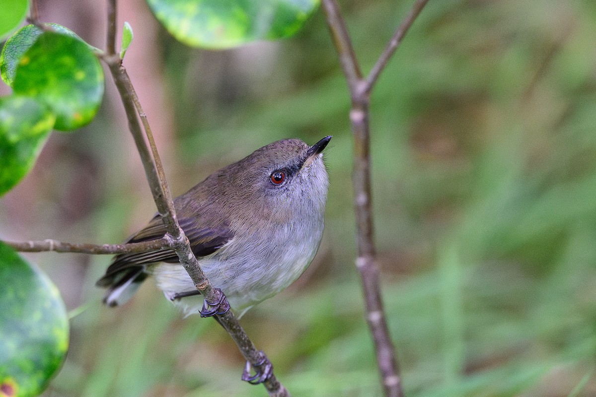 Gray Gerygone - ML636936963