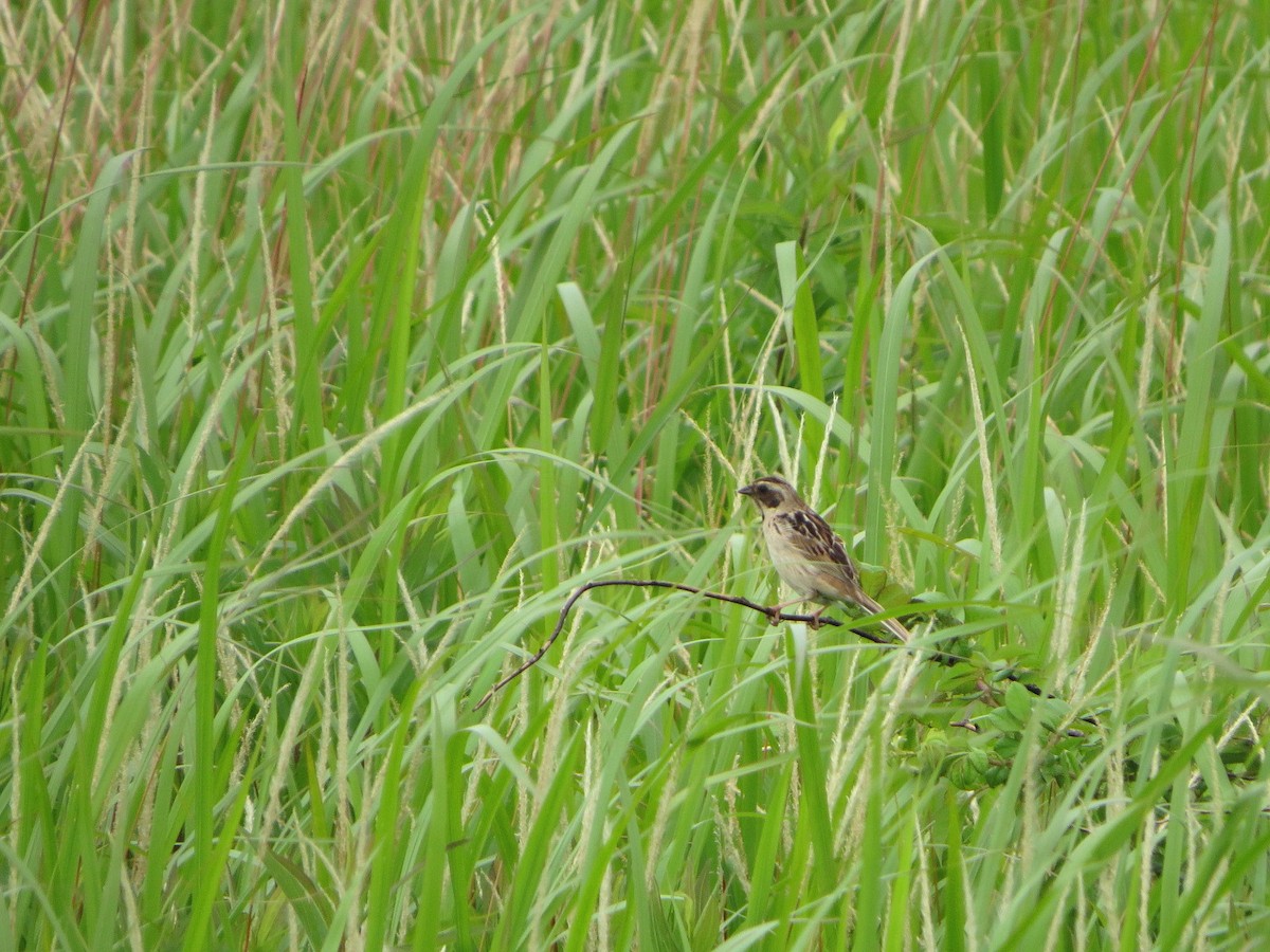 Ochre-rumped Bunting - ML636936977