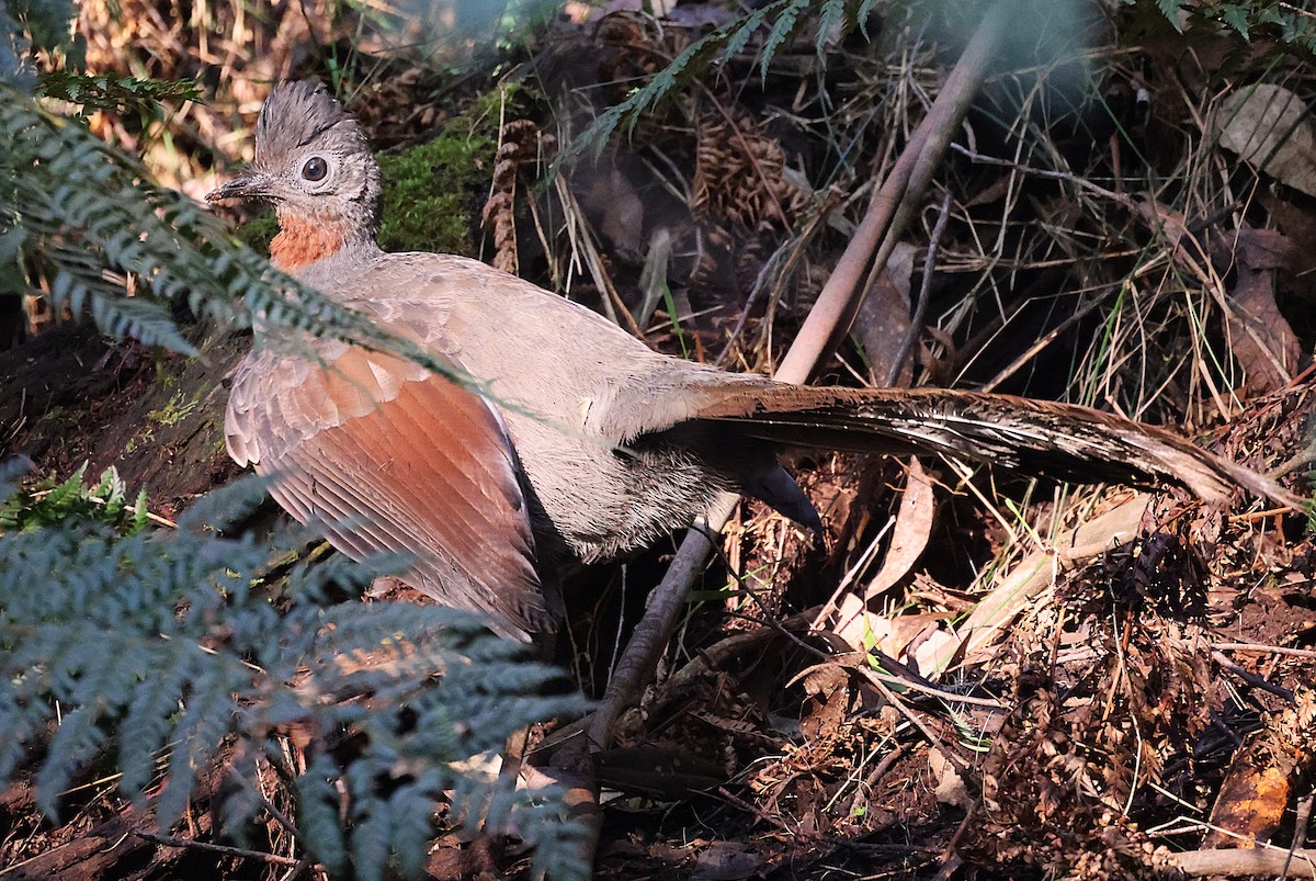 Superb Lyrebird - ML636937021