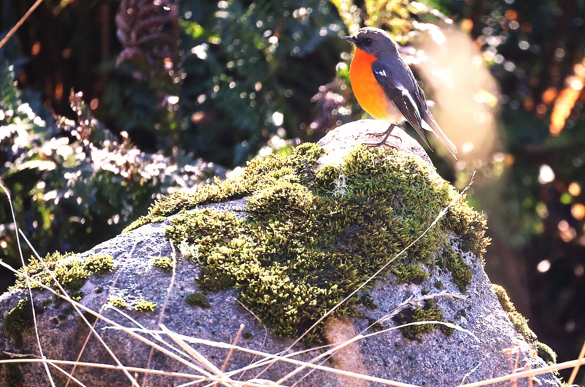 Flame Robin - ML636937025