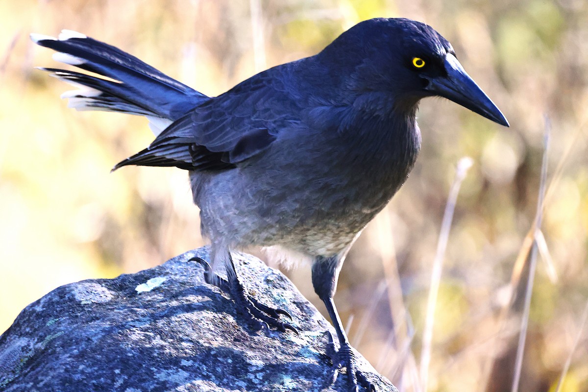 Gray Currawong - ML636937027