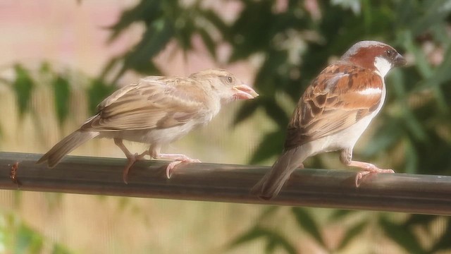 House Sparrow - ML636937072