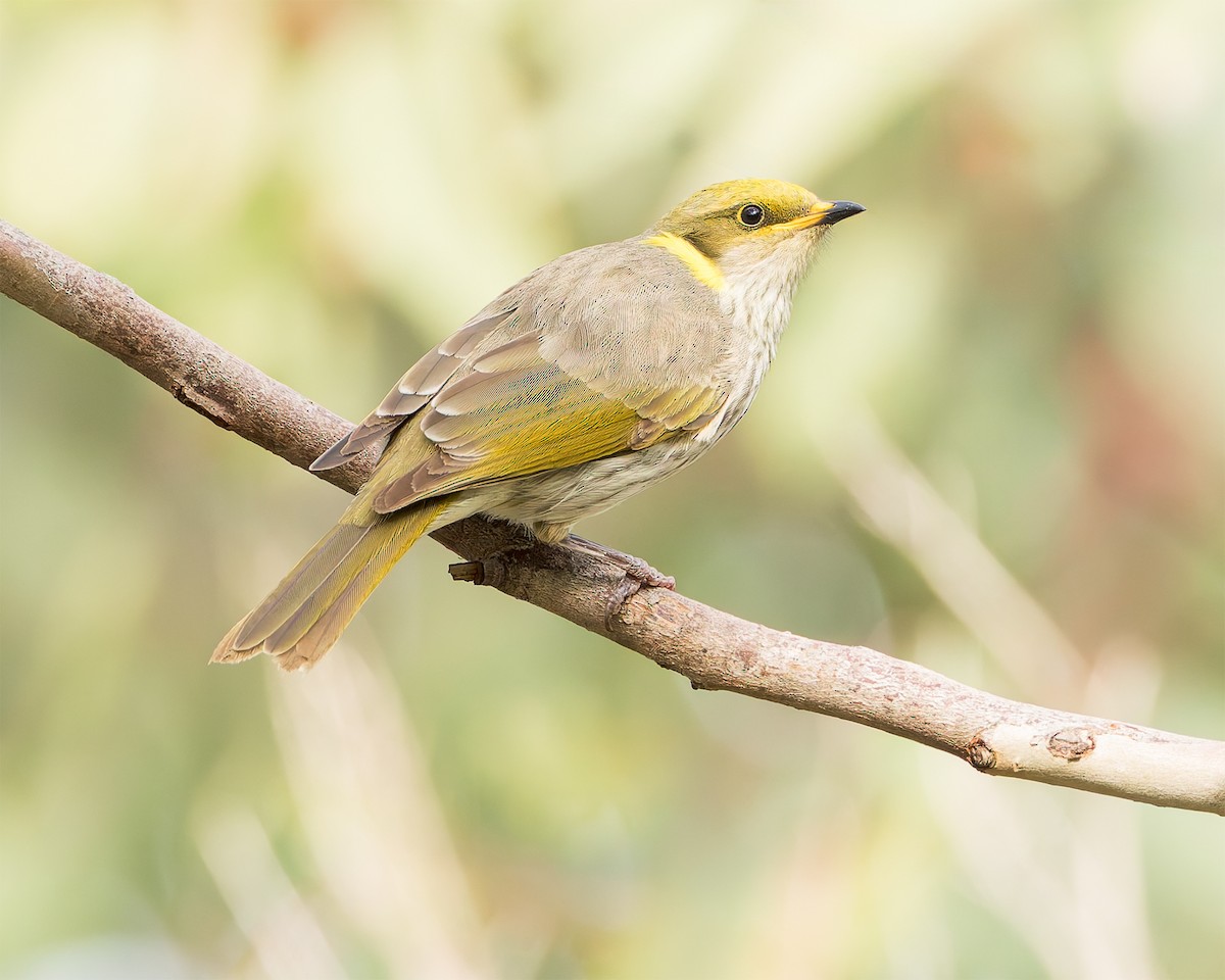 Yellow-plumed Honeyeater - ML636937144