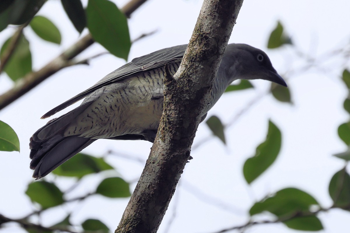 Barred Cuckooshrike - ML636937195