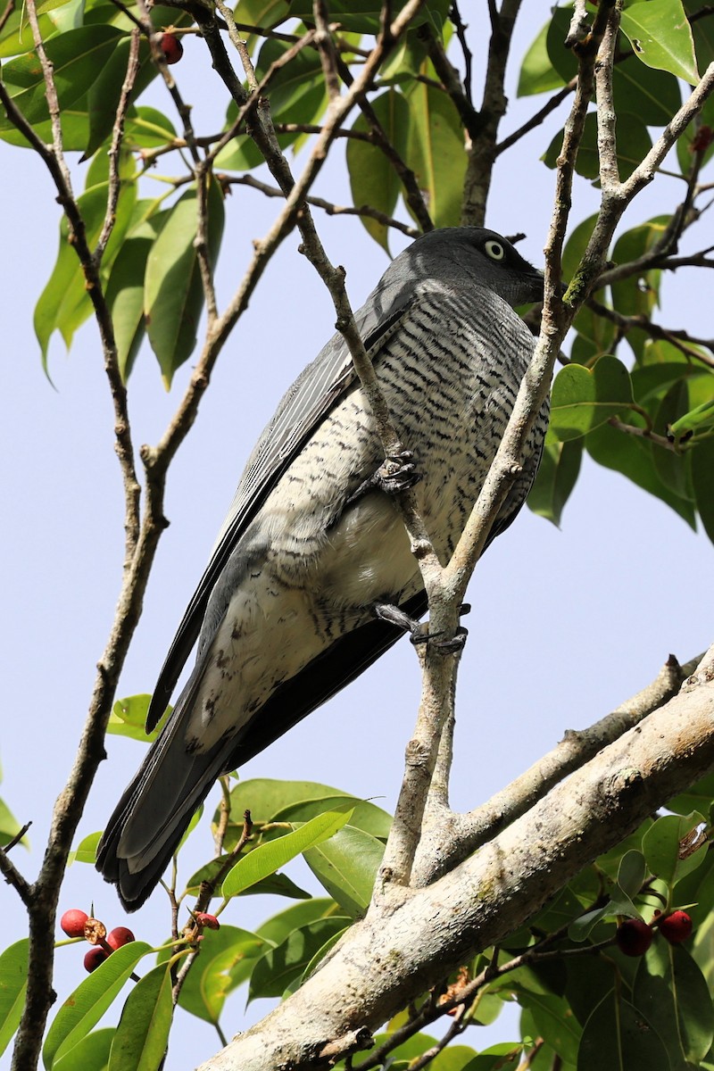 Barred Cuckooshrike - ML636937203