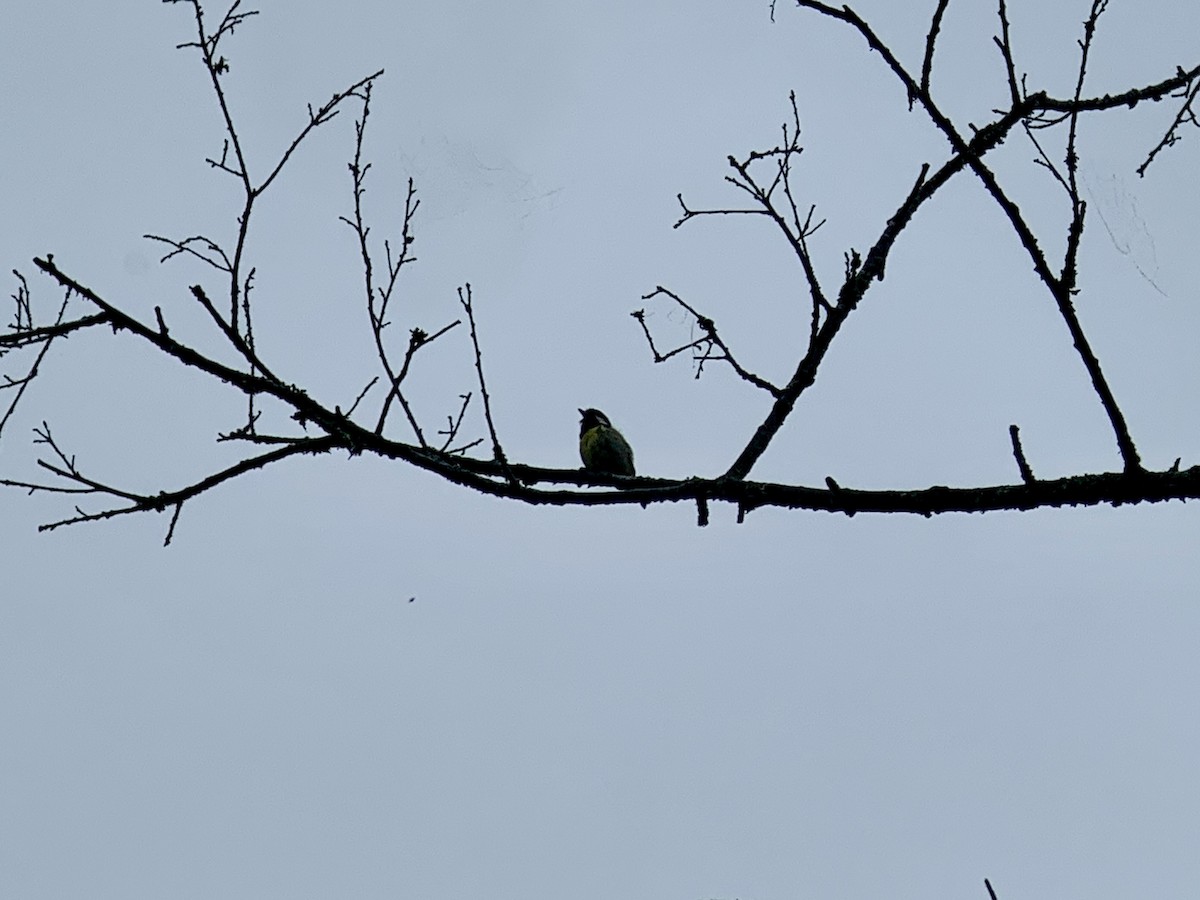 Mésange gracieuse - ML636937213