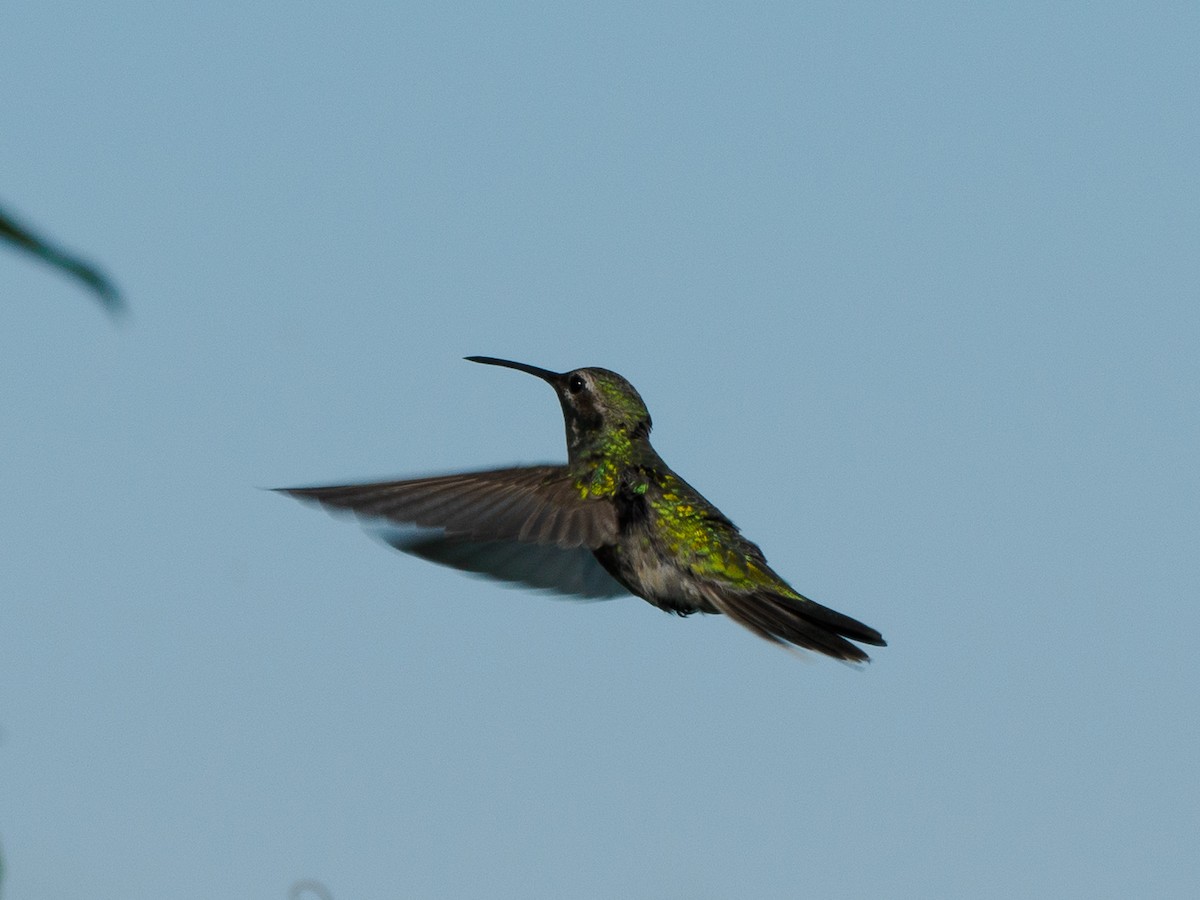 White-tailed Goldenthroat - ML636937343