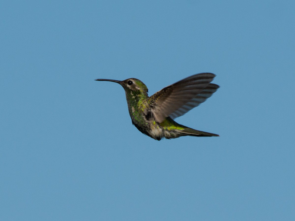 White-tailed Goldenthroat - ML636937344