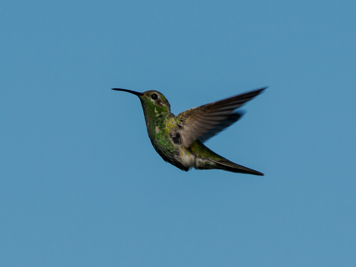 White-tailed Goldenthroat - ML636937345